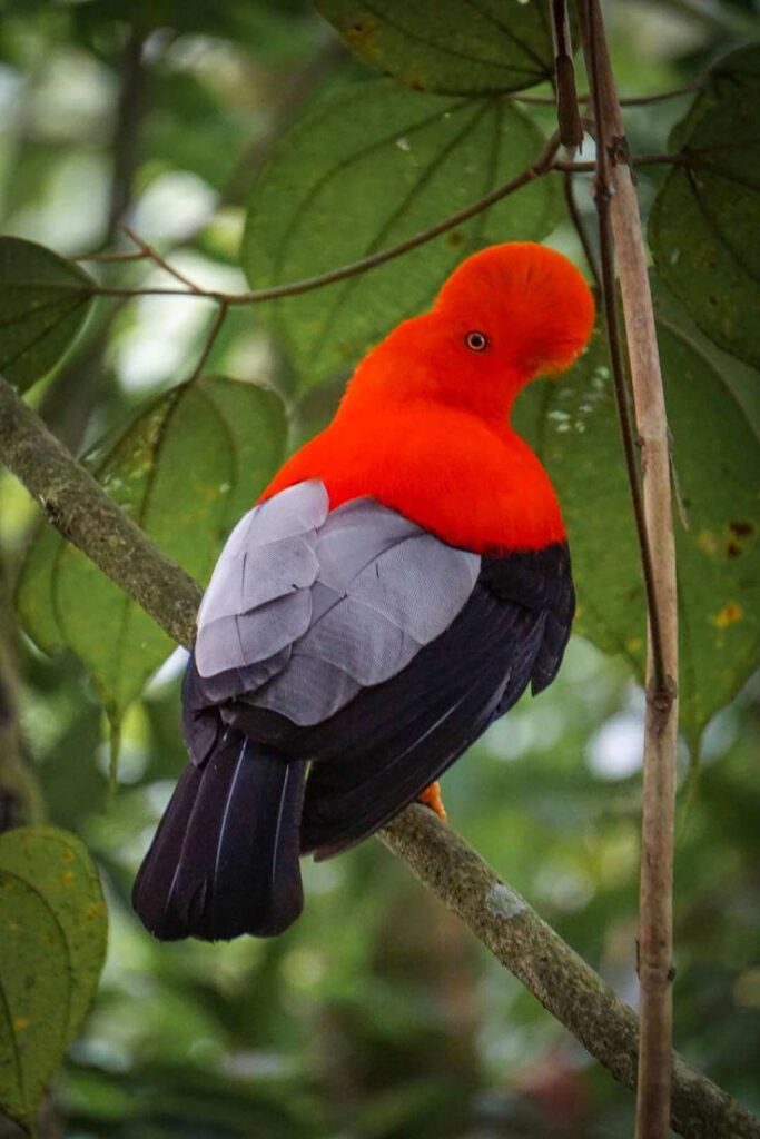 Gallito-de-Roca-Colombia-2 (1)